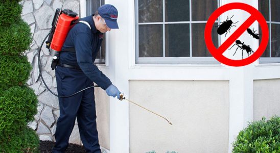 Kozbeyli Fare İlaçlama böcek ilaçlama ve haşere kontrolü — ilaclama-tr.com